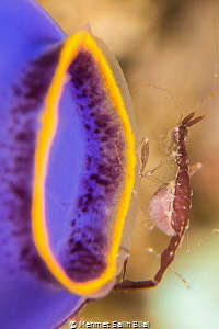 Skeleton shrimp on the blue tunicate. by Mehmet Salih Bilal 